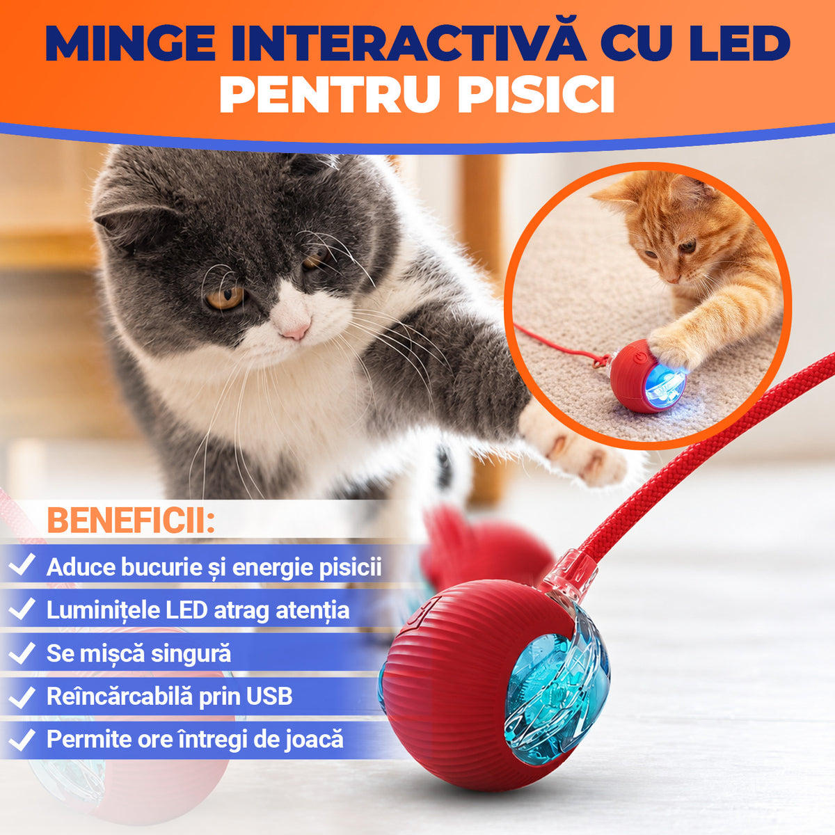 Kit Pisica Fericită